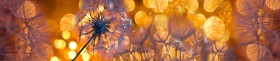 Кухонный фартук Мерцание Одуванчики золотистые 3 серебро в Курске - kursk.katalogmebeli.com | фото